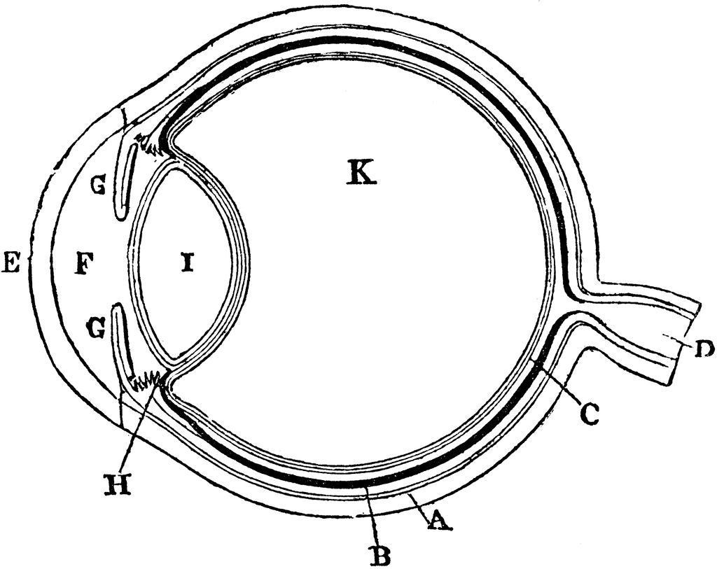 Cow Eye Diagram