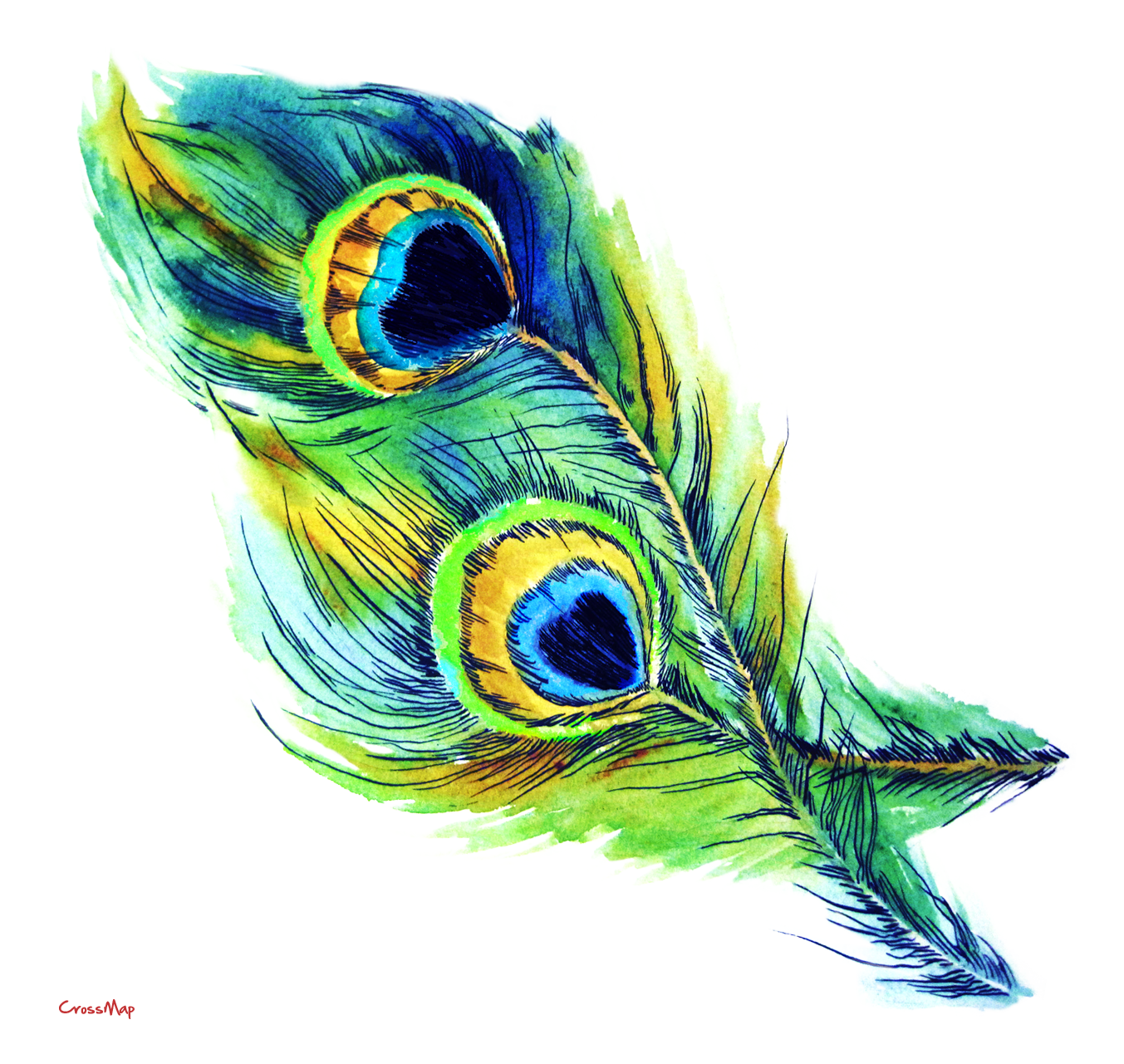 Peacock Feather ClipArt Best