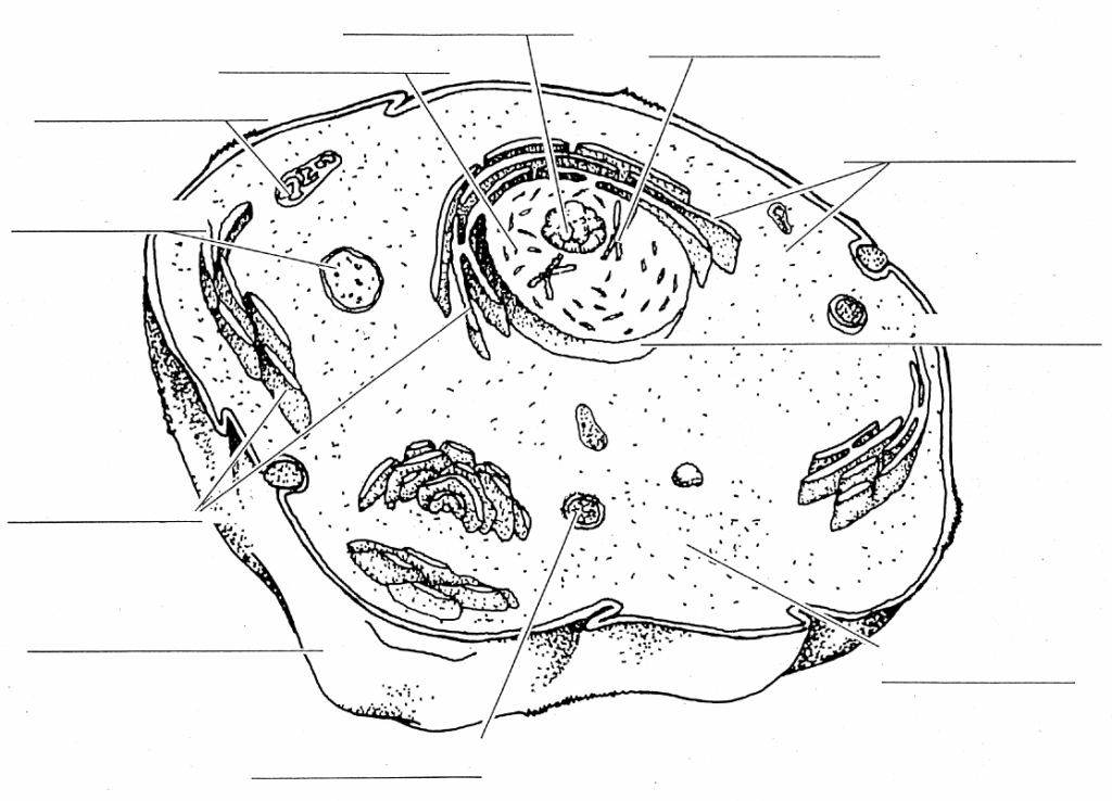 Animal cell diagram