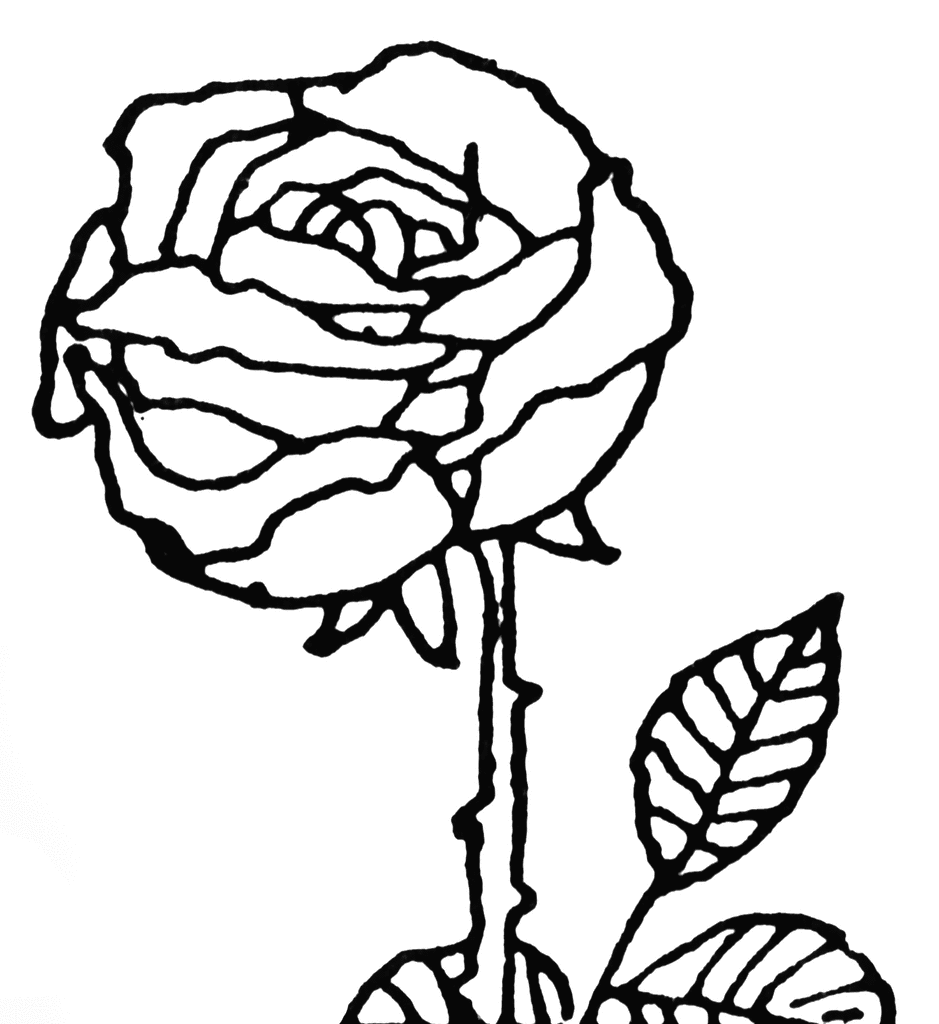 Sketch Of Rose Clipart