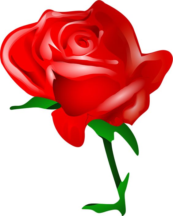 Red roses, Graphics and Roses