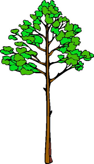 Clipart tall tree