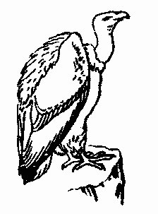 Clip art vultures