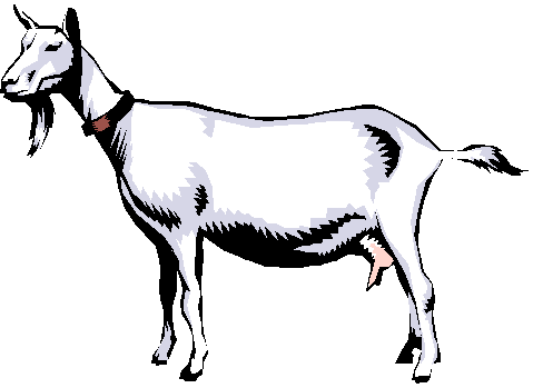 Baby Goat Clipart - Free Clipart Images