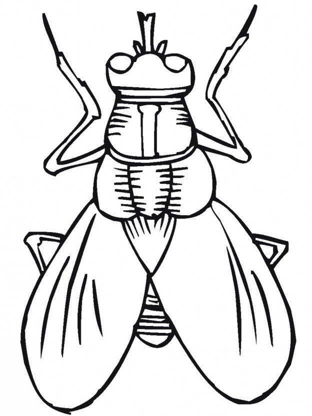 Bug Outline - AZ Coloring Pages