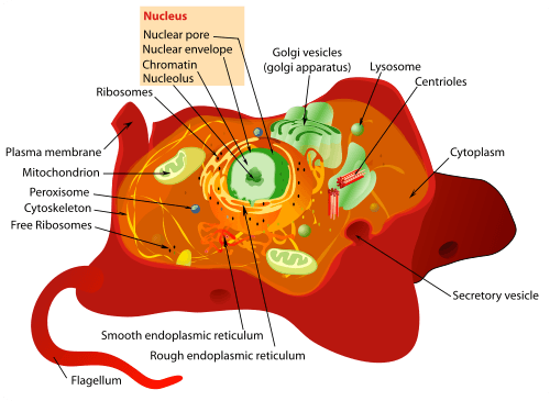 Labeled Animal Cell Diagram For Kids - ClipArt Best