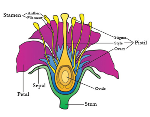 female reproductive system diagram labeled and functions Archives ...
