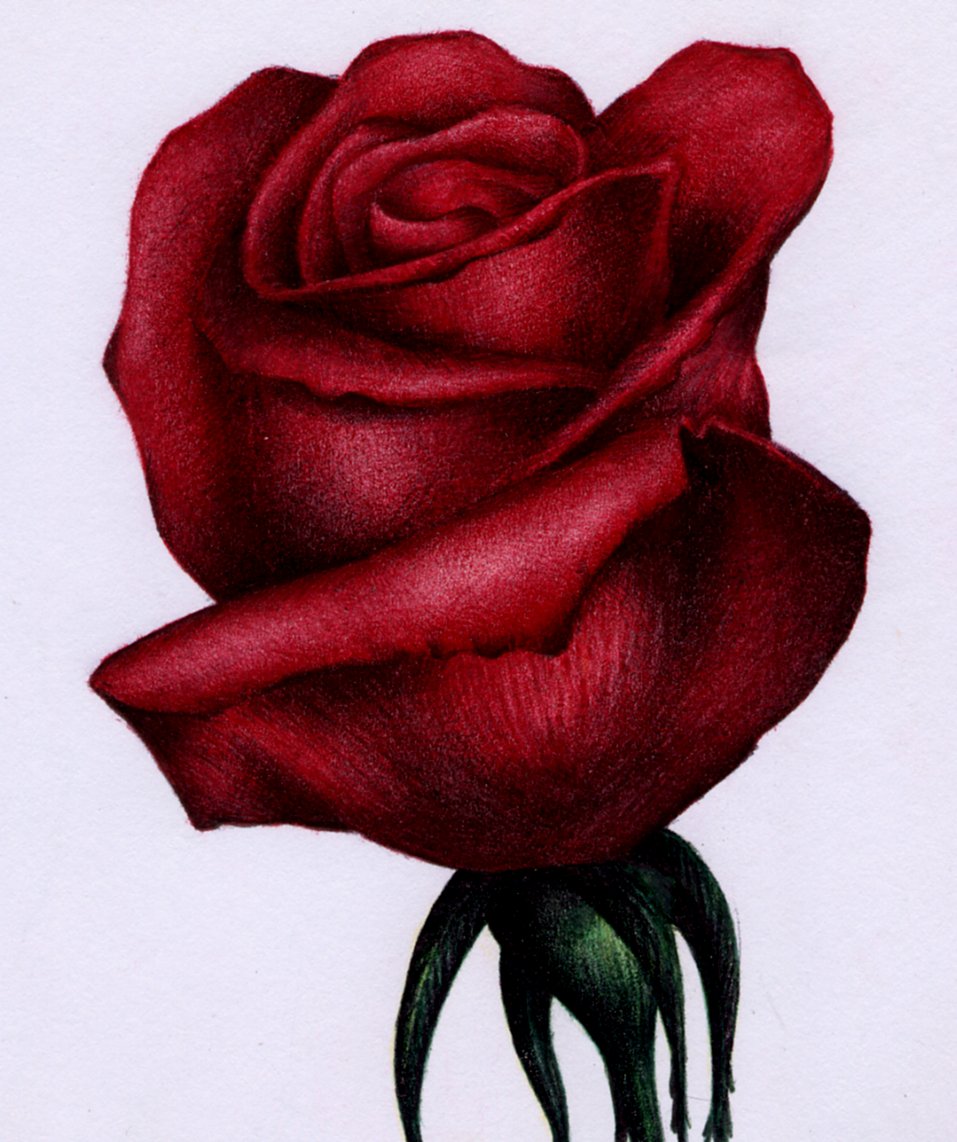 Rose Drawing | Free Download Clip Art | Free Clip Art | on Clipart ...
