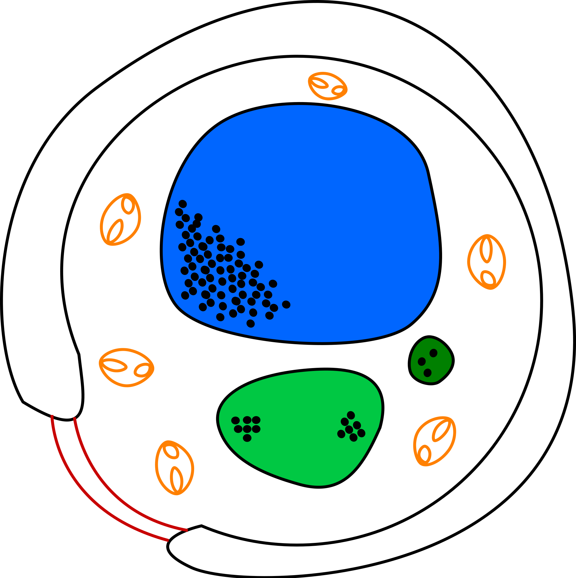 File:Yeast cell english.svg