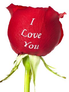 Download free wallpaper I Love You Rose for mobile phone