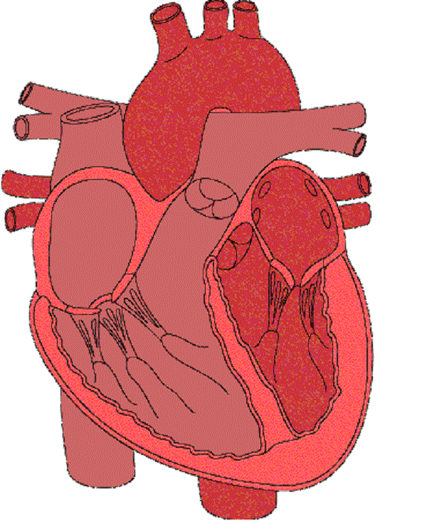 clipart of a human heart - photo #43