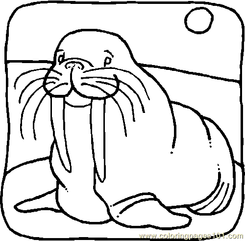 Coloring Pages Walrus001 (Animals > Others) - free printable ...