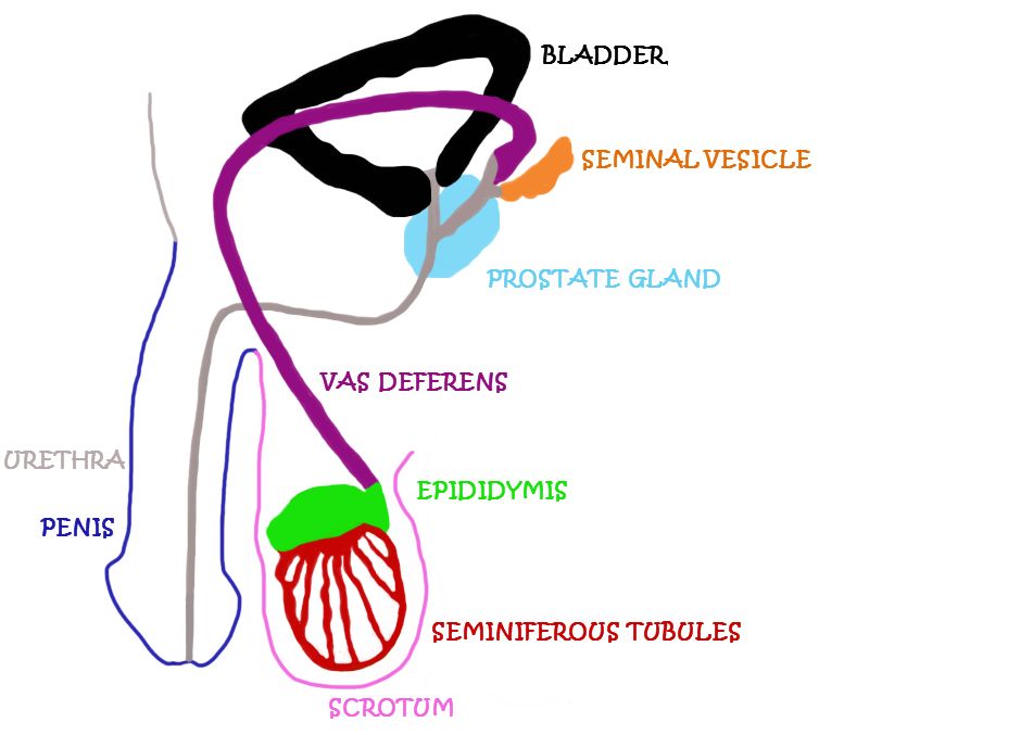 Male Reproductive System Diagram Unlabeled - ClipArt Best