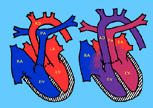 Heart Diagram For Kids - ClipArt Best