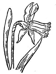 Daffodil coloring pages | Free Coloring Pages