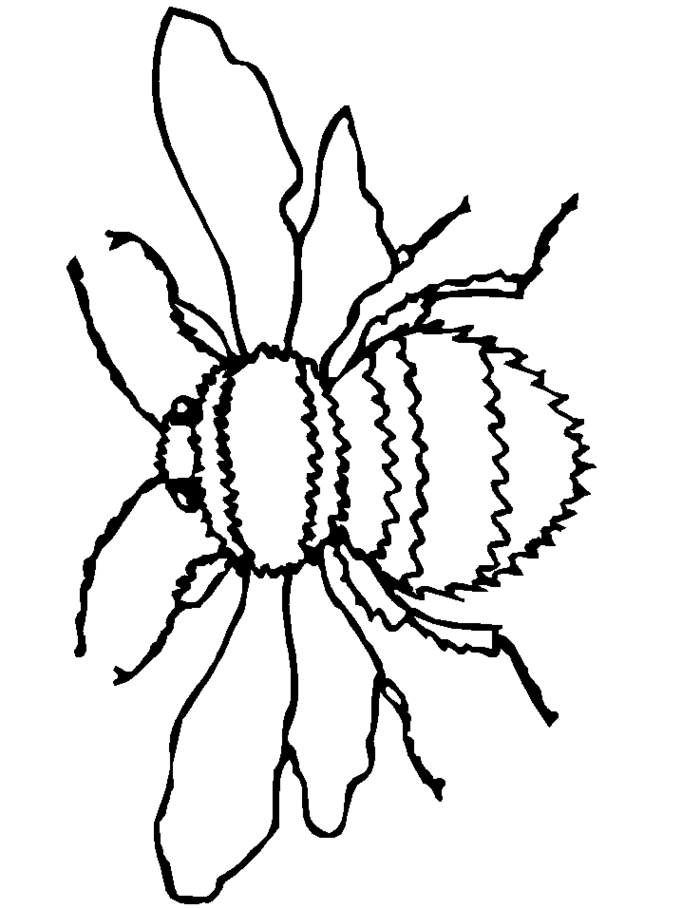 Bumblebee Drawing Clipart - Free to use Clip Art Resource