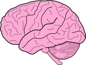 Free clipart brain images