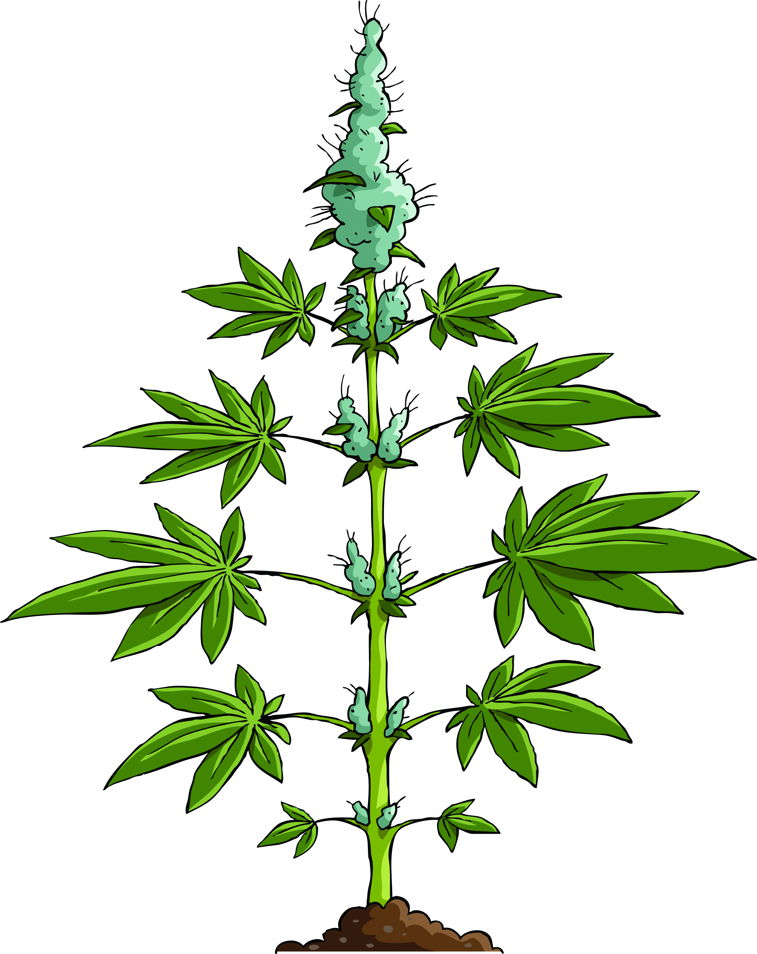 Marijuana Plant Drawing - ClipArt Best