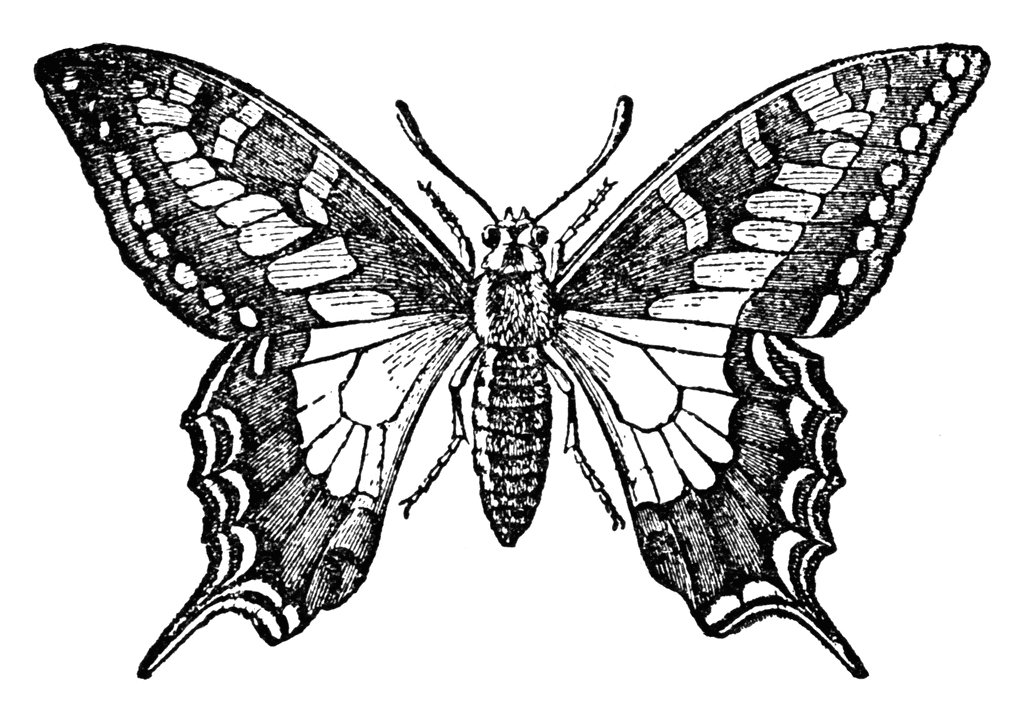Butterfly wings, Clip art and Wings