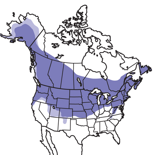 Black-capped Chickadee | Audubon Field Guide