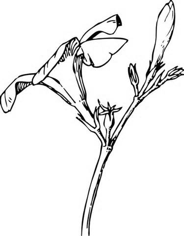 Simple Lotus Flower Drawings Funny Doblelol