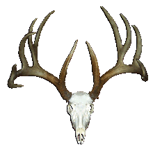 Antler_Logo.gif