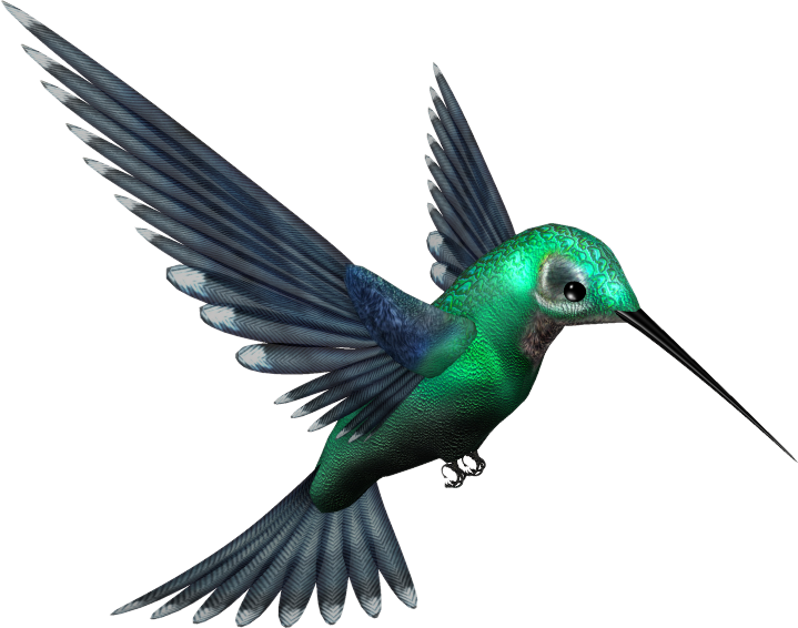 Green Humming Bird PNG by pixievamp-stock