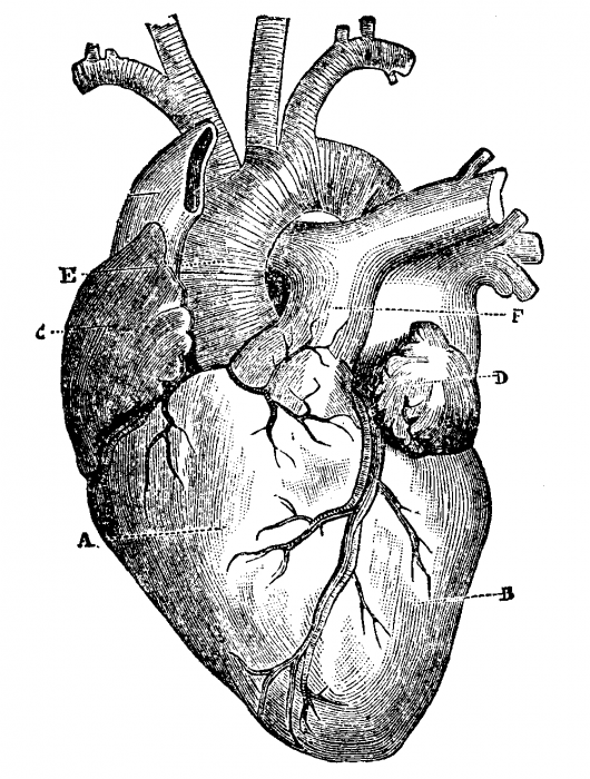Human Heart Black And White Health Pictures of Anatomy - Health ...