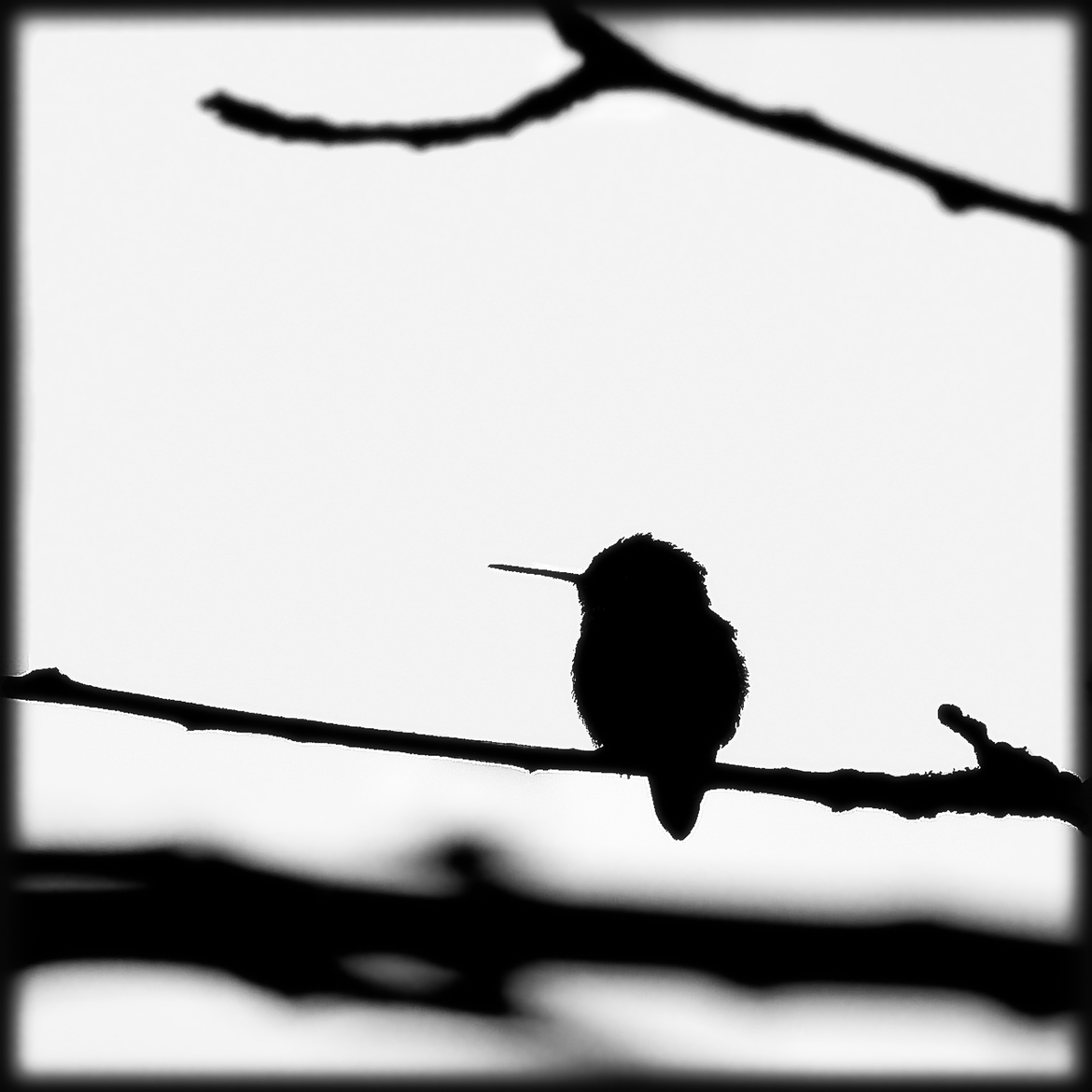 500px / Hummingbird silhouette by Rick Brown