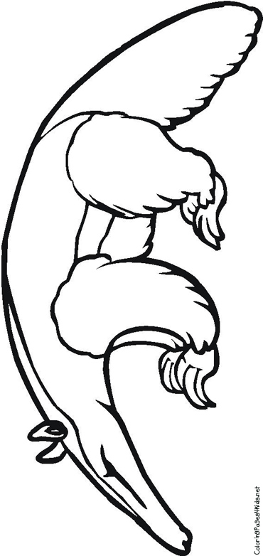 anteater coloring pages - photo #21