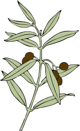 Olive Branch clip art vector, free vectors