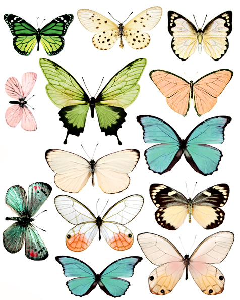 Printable Butterflies - CartoonRocks.com