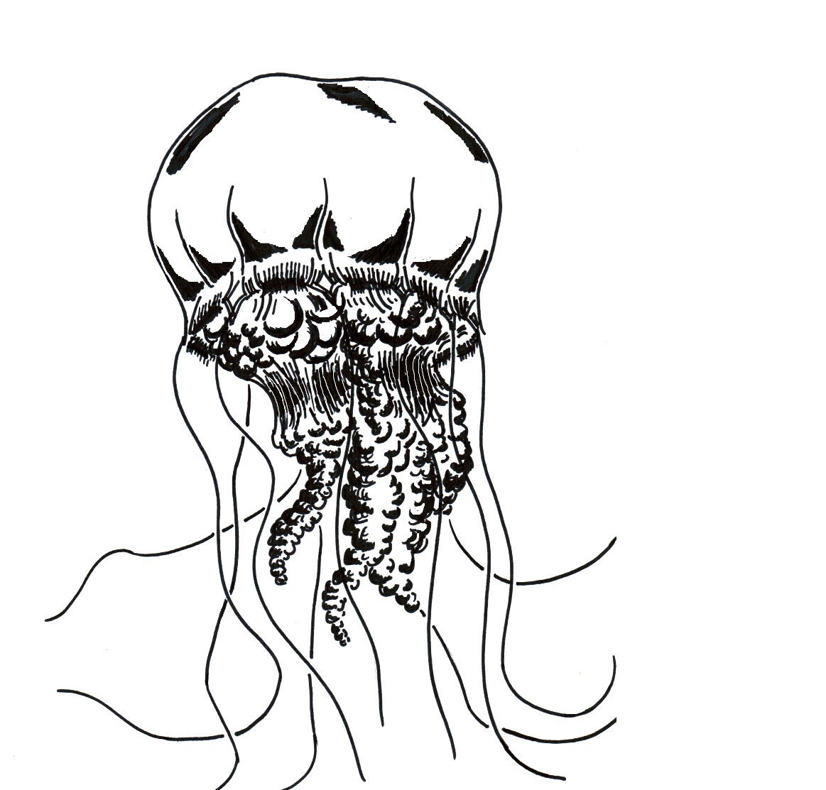 Jellyfish Drawing - ClipArt Best