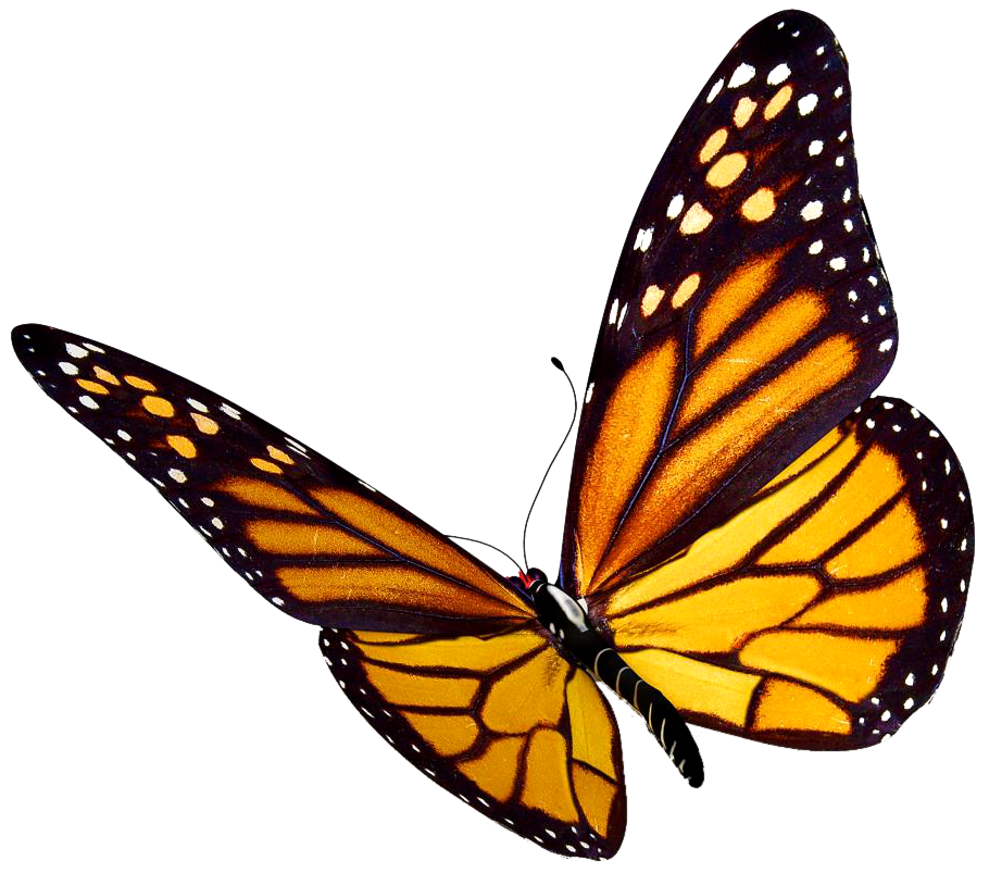 flying butterfly png Transparent background