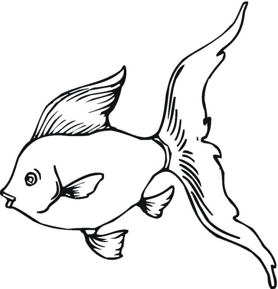 Goldfish Coloring Pages - ClipArt Best