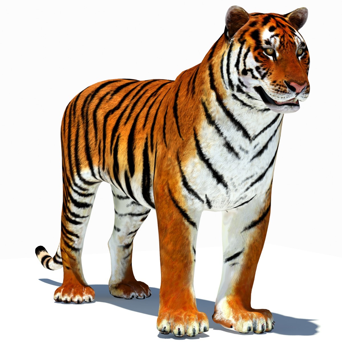 3d Animated Tiger - photogram