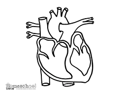 Human Heart Clip Art Black And White 39915 | DFILES