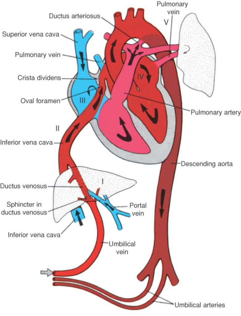 Internal Organs Anatomy Chart - Human Anatomy Library