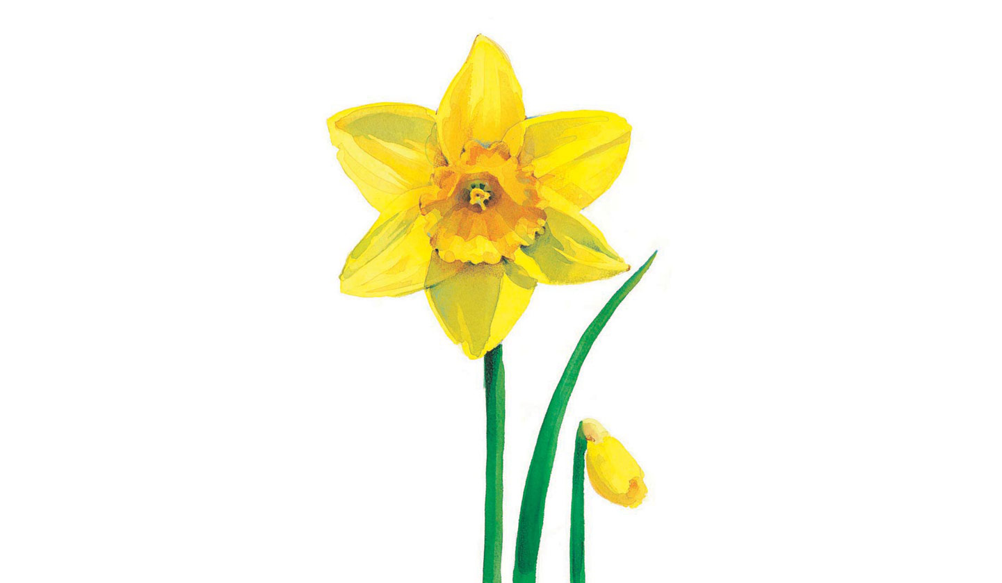 yellow daffodil clip art - photo #28