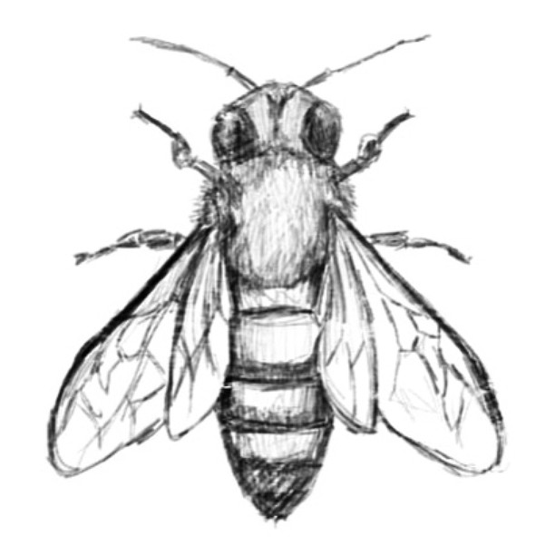 art drawing insect on Instagram