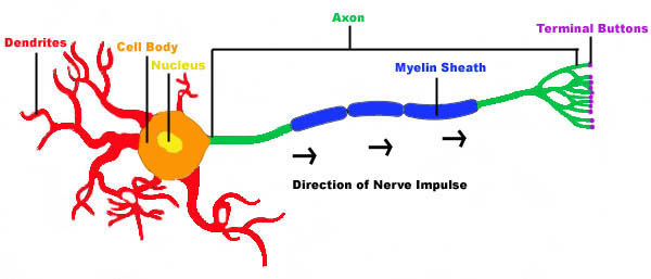 Physiology of the Nervous System: The Neuron | Welcome to the ...