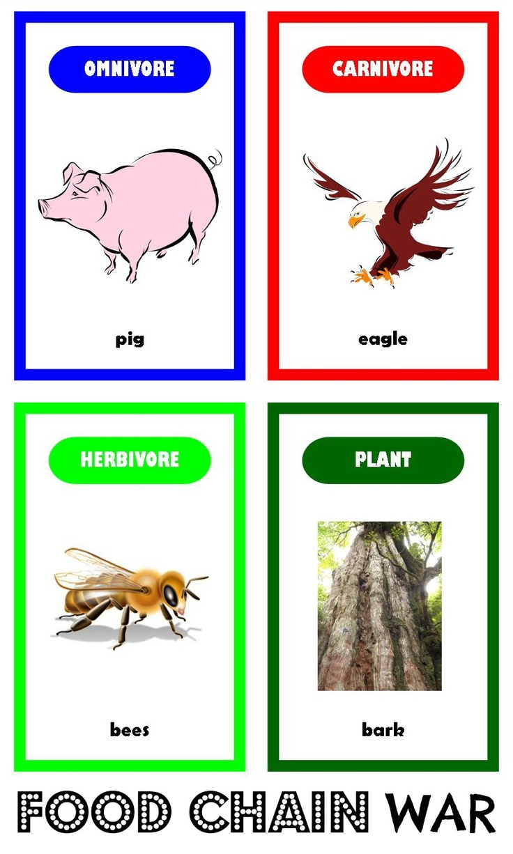 Food Chain Activities | Food Chains ...