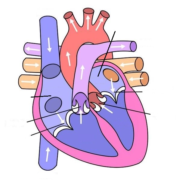 The areas of the heart with more oxygen are labeled with an r. Heart Diagram To Label Clipart Best