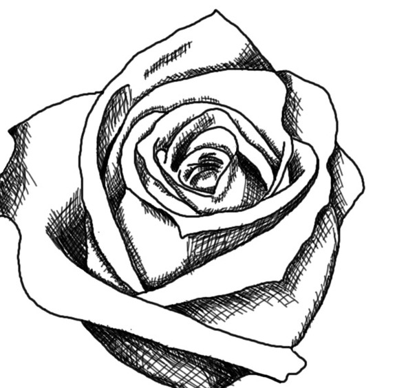 Black And White Rose Drawings Clipart - Free to use Clip Art Resource