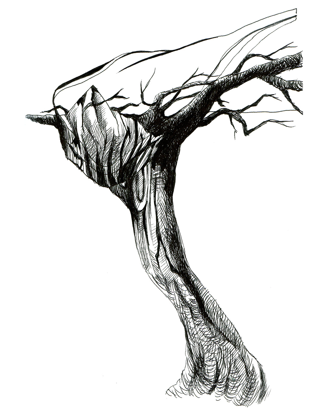 tree sketch | Timothy Tsun