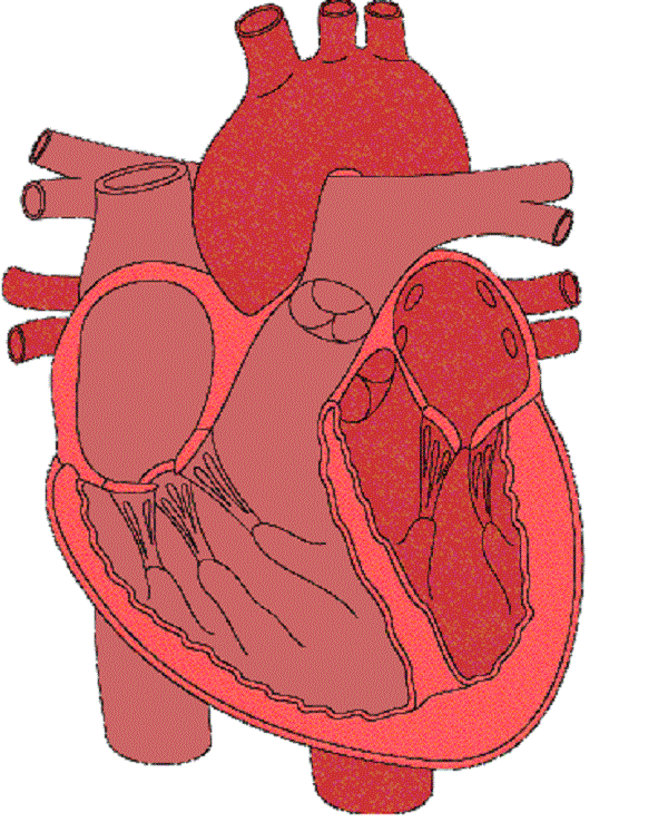 Pin Heart Diagram Cake Ideas and Designs