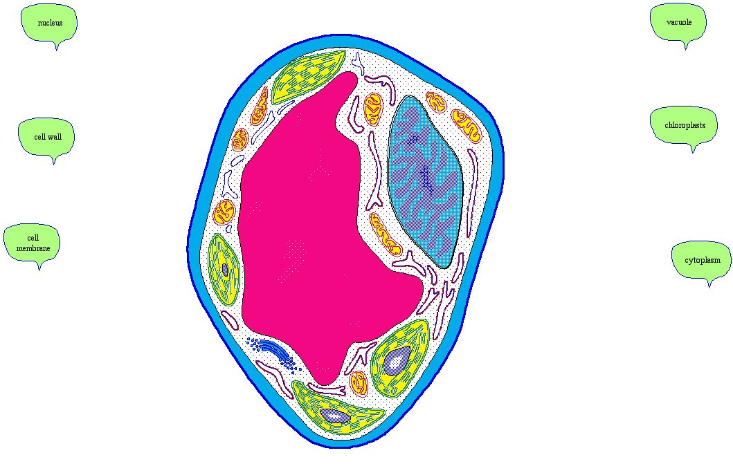 Animal Cell Diagram Without Labels - ClipArt Best