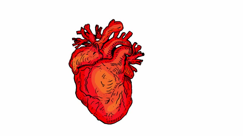 3d Animated Human Heart With Coronary Blood Vessels Atrium ...