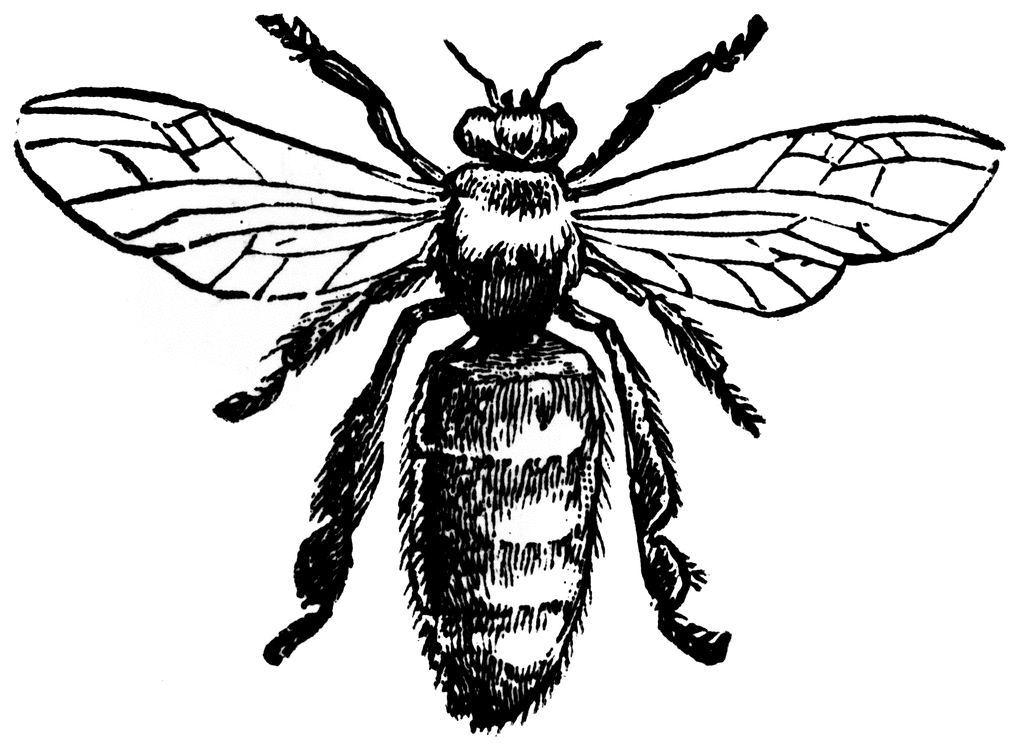 Bee Line Art | Free Download Clip Art | Free Clip Art | on Clipart ...