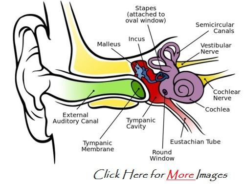 Ear Diagram Labeled For Kids | The Amazing Human Body